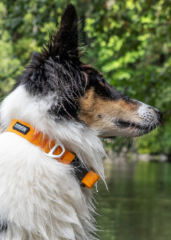 Kuma Outdoor Gear Soggy Dog Collar