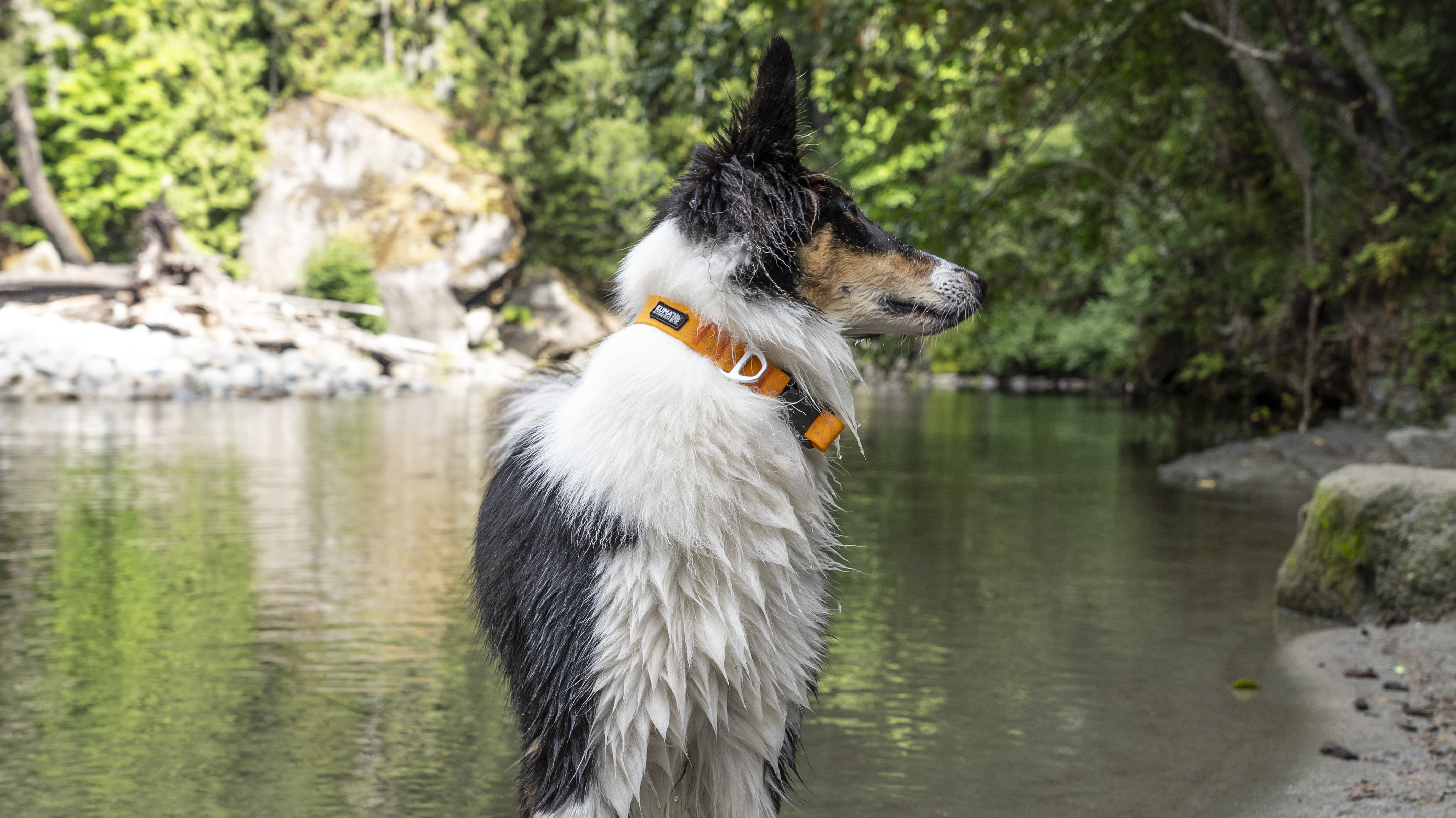 Camping With Dogs: Soggy Dog Collar