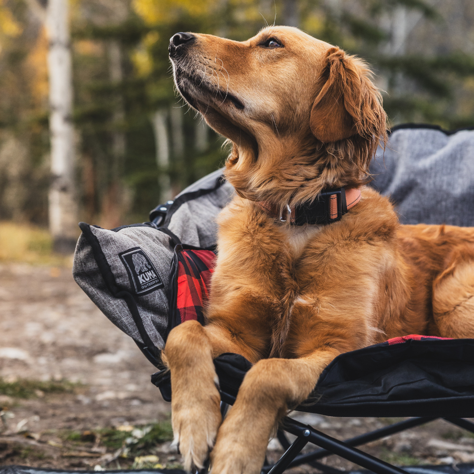 Snowbird Lazy Bear Dog Bed